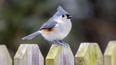 7 Simple Tricks to Attract a Tufted Titmouse – And Turn Your Backyard Into a Bird Haven
