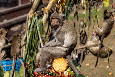 US sailor heading for the Strait of Hormuz evacuated after monkey attack