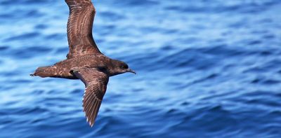 More shearwaters are washing up dead on Australian beaches. It’s not due to ‘natural’ causes