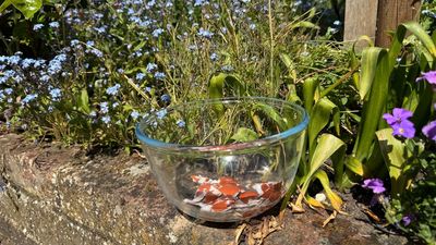 This garden hack will help your plants thrive — and all you need to do is boil some eggs