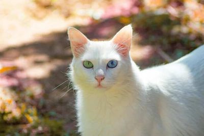 Khao Manee: The Diamond-Eyed Cat of Thailand with Royal Roots