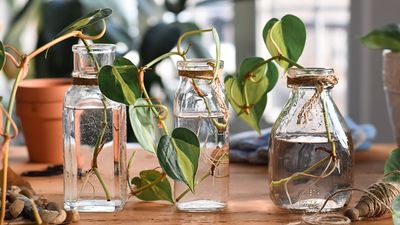 These Chic, Magnetic Vases Stick to Your Fridge – and Instantly Solve Your Houseplant Space Problem