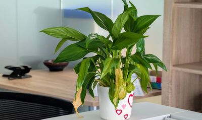 Why are my peace lily leaves turning yellow? 3 steps to bring back the green