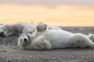 This tiny Arctic village is trying to revive its polar bear tourism industry. Locals are worried