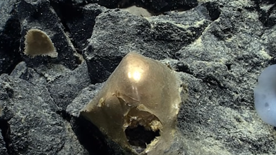 Mysterious 'Golden Orb' Identified as Part of the Base of a Giant Sea Anemone—But the Missing Creature Deepens the Mystery