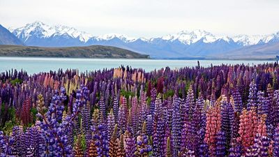 Travel in bloom: These are the best flower tourism destinations to visit in 2026