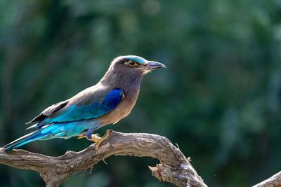 Why the Neelkanth Bird Holds a Sacred Place