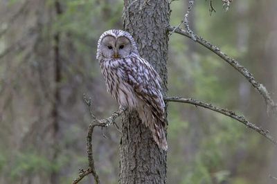 Why the Owl Is Seen as Both Lucky and Mysterious