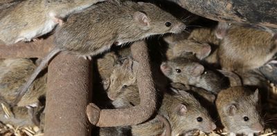 Australian farmers are battling another potential mouse plague – what is causing it?