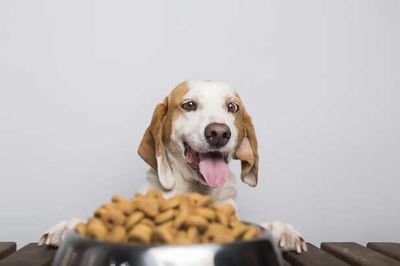 What You Feed Your Dog Matters More Than You Think