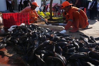 Explosion of invasive 'janitor fish' sparks mass removal operation in Indonesia's capital