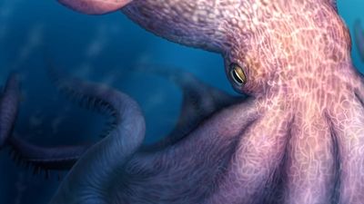 ‘A fearsome sight’: 19-metre-long octopuses prowled the oceans 100 million years ago - new research