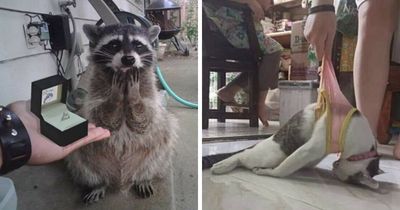 31 Of The Most Hilarious And Cute ‘Important Animal Images’ To Brighten Your Day (New Pics)