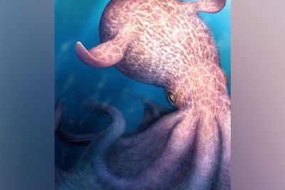 New fossil discoveries suggest existence of giant ‘kraken’ octopuses as large as lorries