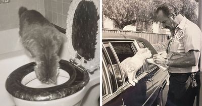 100 Fascinating Historical Photos That Might Change Your Perspective On Cats, As Shared By This Page (New Pics)