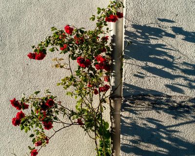 I’m bringing the Japanese art of shadow and light into my garden