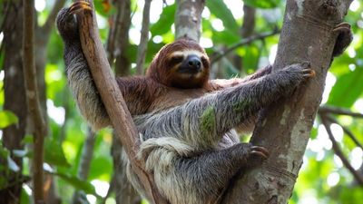 Sloth World in Orlando deals with 31 dead sloths, Congressman calls out ‘worst conditions possible’