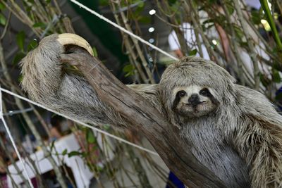 Florida Officials Document 31 Horrific Sloth Deaths After Viruses Spread Through Packed Unheated Sloth World in Orlando