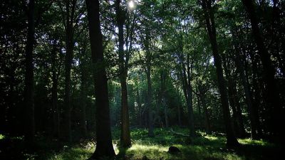 Memphis in a tailspin after a dog walker stumbles onto the remains of 3 children, right across from a school