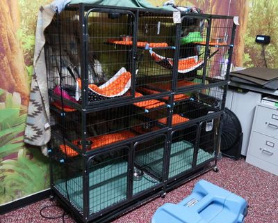 Florida officials investigate planned ‘Sloth World’ attraction after 31 sloths die in warehouse