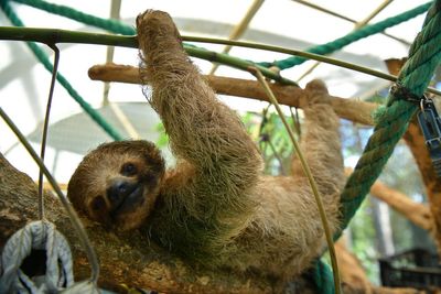 31 sloths die in warehouse en route to Orlando exhibit, officials say