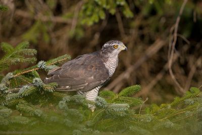 ‘Brutal’ gamekeeper who killed bird of prey caught in crow trap sentenced