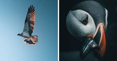 40 New Mesmerizing Wildlife Photos By Magnus Berggren That Capture Nature’s Darker Side