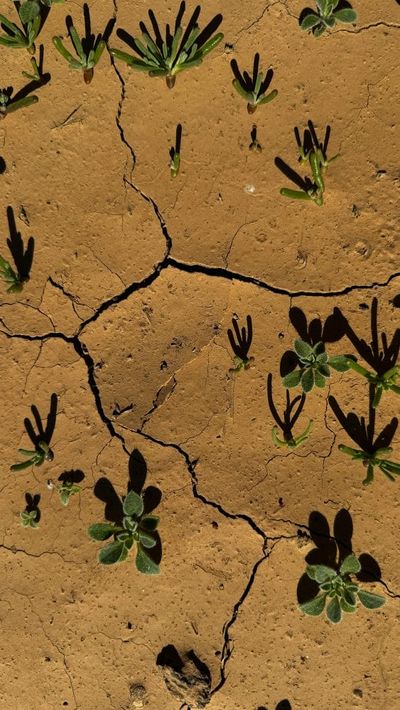 Arizona Food Price Watch: Maricopa County Now in Drought as Produce Markets Tightens