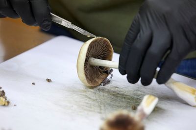 FDA expedites review of three psychedelic drugs after Trump order