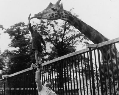 From camels to crocodiles, the first zoo vets had to learn on the job