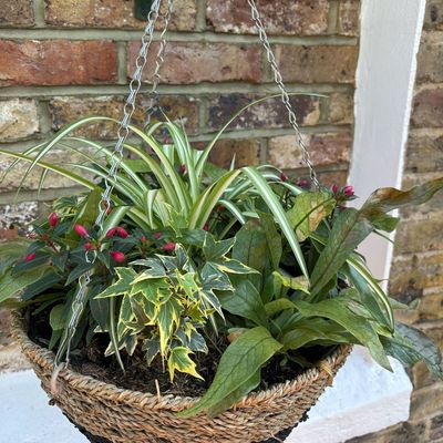 My north-west garden is in shade most of the day, but B&Q's garden expert helped me create a hanging basket that will still thrive with these 5 top tips