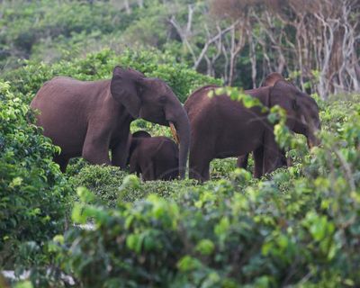 US millionaire big-game hunter dies after being crushed by elephants