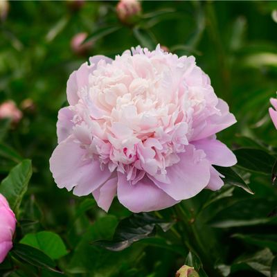 These 7 peony lookalikes are just as show-stopping, but they are much lower maintenance and bloom for so much longer