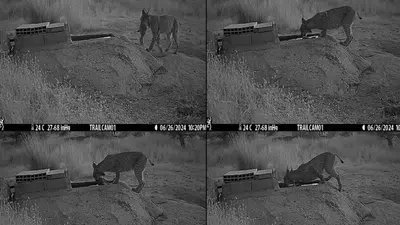 Scientists record bizarre footage of wild lynxes washing their prey - who would’ve thought animals treat food like humans do?