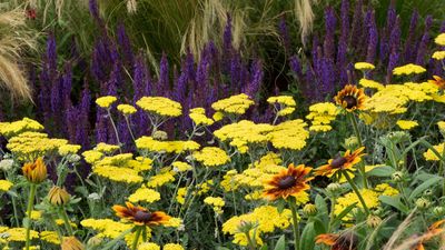 5 Perennials You Can Plant Once and Ignore – Hardy, No-Fuss Picks for All Types of Yard