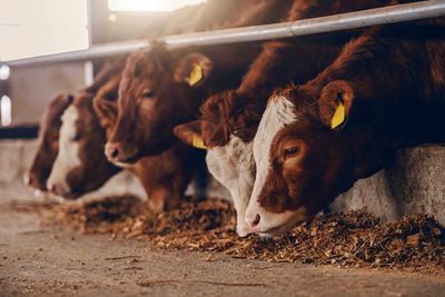 Cattle Post Strength on Friday