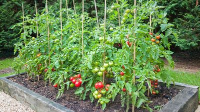 Gardeners urged not to make this one big mistake when planting tomatoes