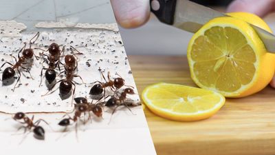 Homeowners are being urged to use citrus peels to deter ants — here's how to do it
