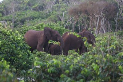 Millionaire big-game hunter dies after being trampled by elephants