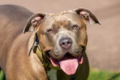 UK dog attack injuries continue to rise despite XL bully ban