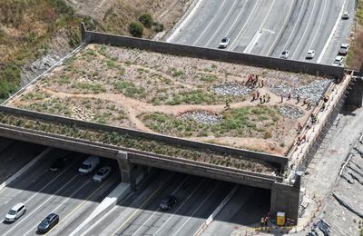 California’s wildlife bridge became a target for the right. Now it’s eyeing the finish line
