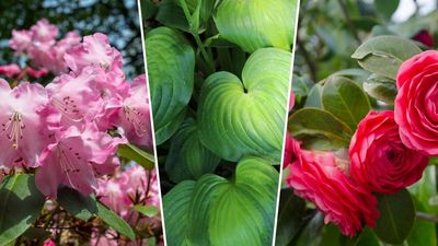 7 plants every north-facing garden needs to look lush, bright and thriving
