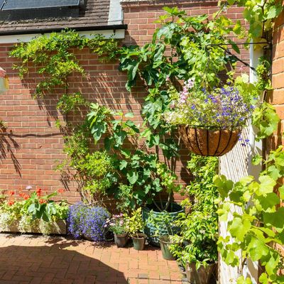 The secret weapon experts swear by for happy, hydrated hanging baskets all summer long – and you can even water them less