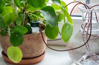 Why “Self-Watering” Pots are Often a Waste of Cash (And How to DIY Them)