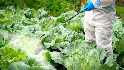 The Pesticide Lie: Why You’re Paying for Chemicals You Already Have in Your Pantry