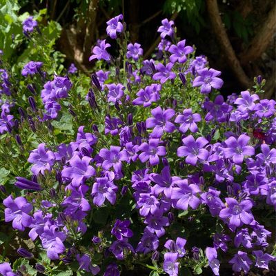 6 of the best cottage garden plants for pots – nail the whimsical planting scheme wherever you've got room for containers