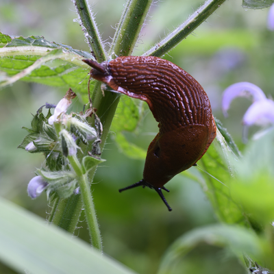 Experts urge gardeners to spread this natural material in their garden in May to deter slugs – it has so many more benefits, too