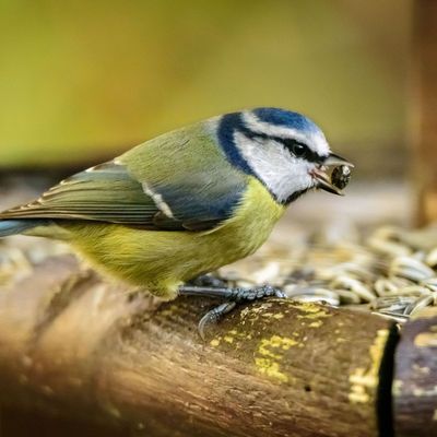 Yes, you should put coffee grounds around your bird feeder to deter pests – but with one major exception say experts
