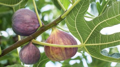 What a Fig Tree Needs in April For Succulent Summer Fruits and Lush Foliage