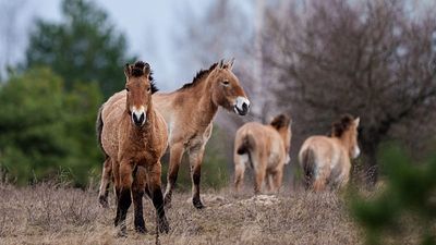 ‘Nature has performed a factory reset’: Chernobyl has flourished into an unlikely wildlife refuge